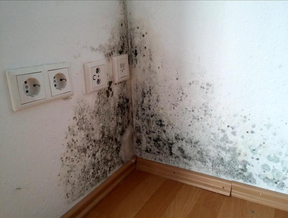 Mold found in the corner of a wall