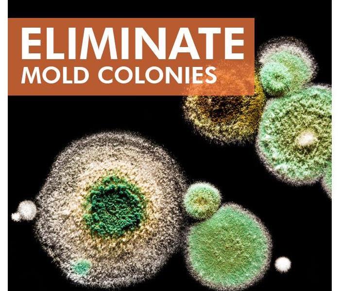 Mold colonies
