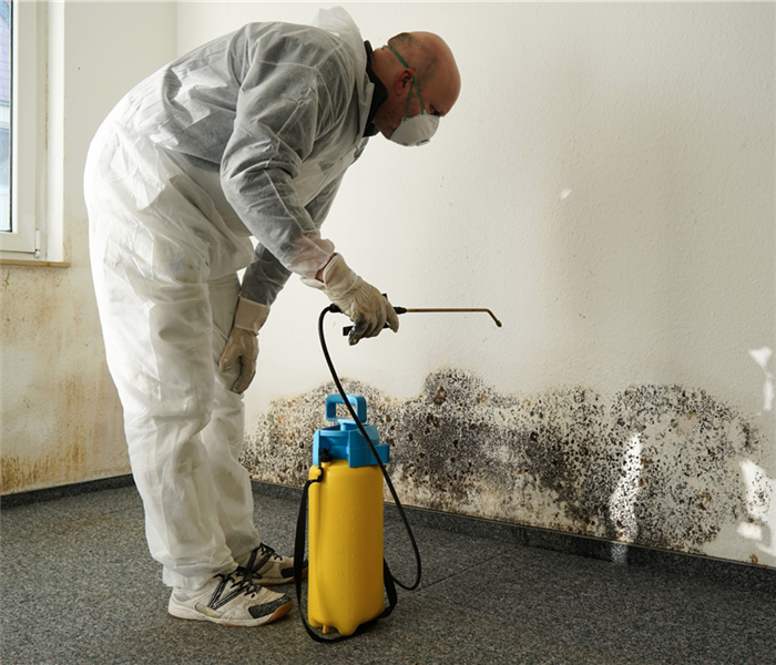 specialist in combating mold
